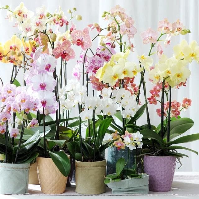 春节买花“有讲头”：年宵花有哪些？买回家怎么养才能保鲜到春节？