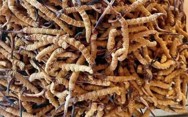 如何延长冬虫夏草保质期？三大要点确保药效