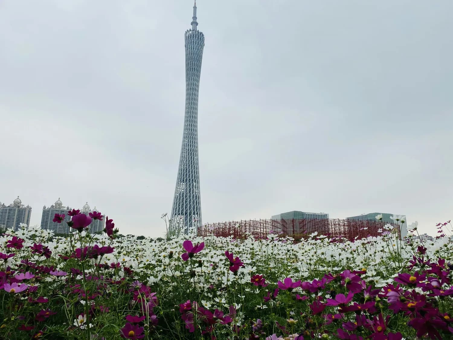广州塔下千日红花海：浪漫打卡与露营休闲的完美组合