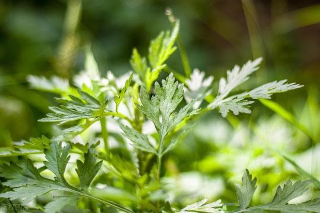 艾草种植时间和方法