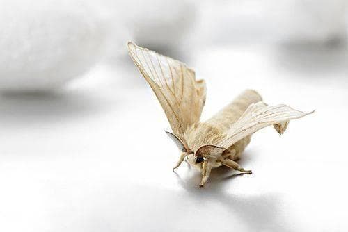 “春蚕到死丝方尽”的生命赞歌与诗意深度解读