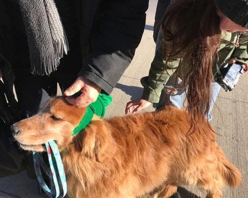 带狗出门指南：注意事项、安全、卫生、行为规范