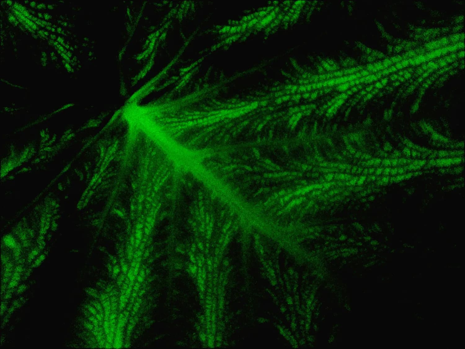 叶绿体：植物细胞中的绿色奇迹