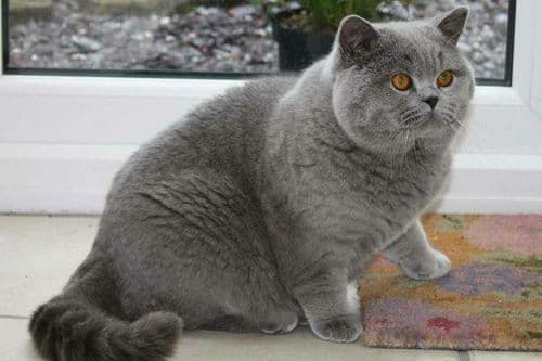 蓝猫品种多样，毛色斑斓，性格温顺