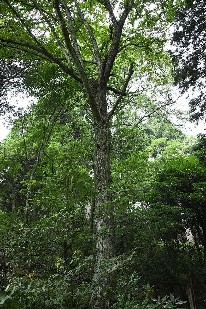 连香树：中国珍稀濒危保护植物