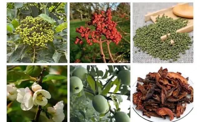 手足转筋的极效方：吴茱萸木瓜汤的功效与应用