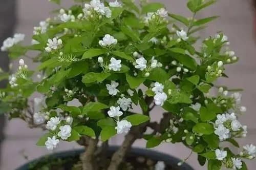 老桩茉莉花的养护方法