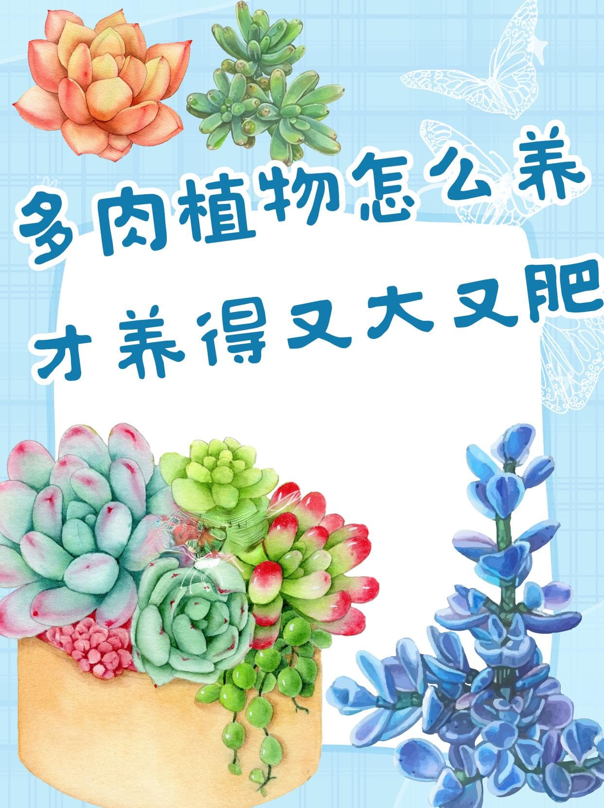 春萌多肉养护全攻略：从土壤到光照的全方位指南