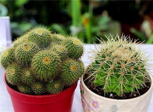 仙人掌开花是什么兆头