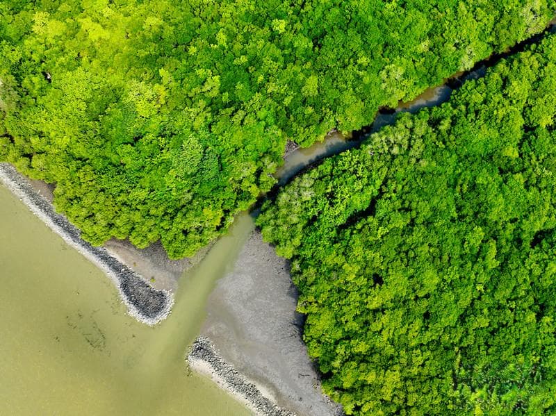 海南文昌持续推进红树林湿地生态修复工作