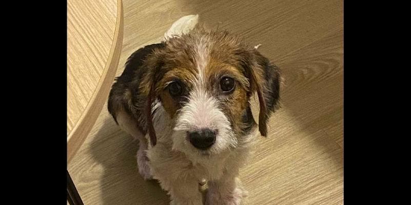 比格犬皮肤病全面解决方案（让宠物再次健康的有效治疗方法和预防技巧）