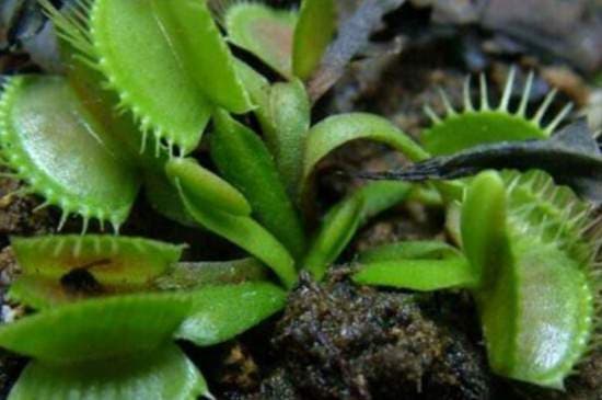 捕蝇草腰水法养护技巧 盆地铺石并添加赤玉土保湿