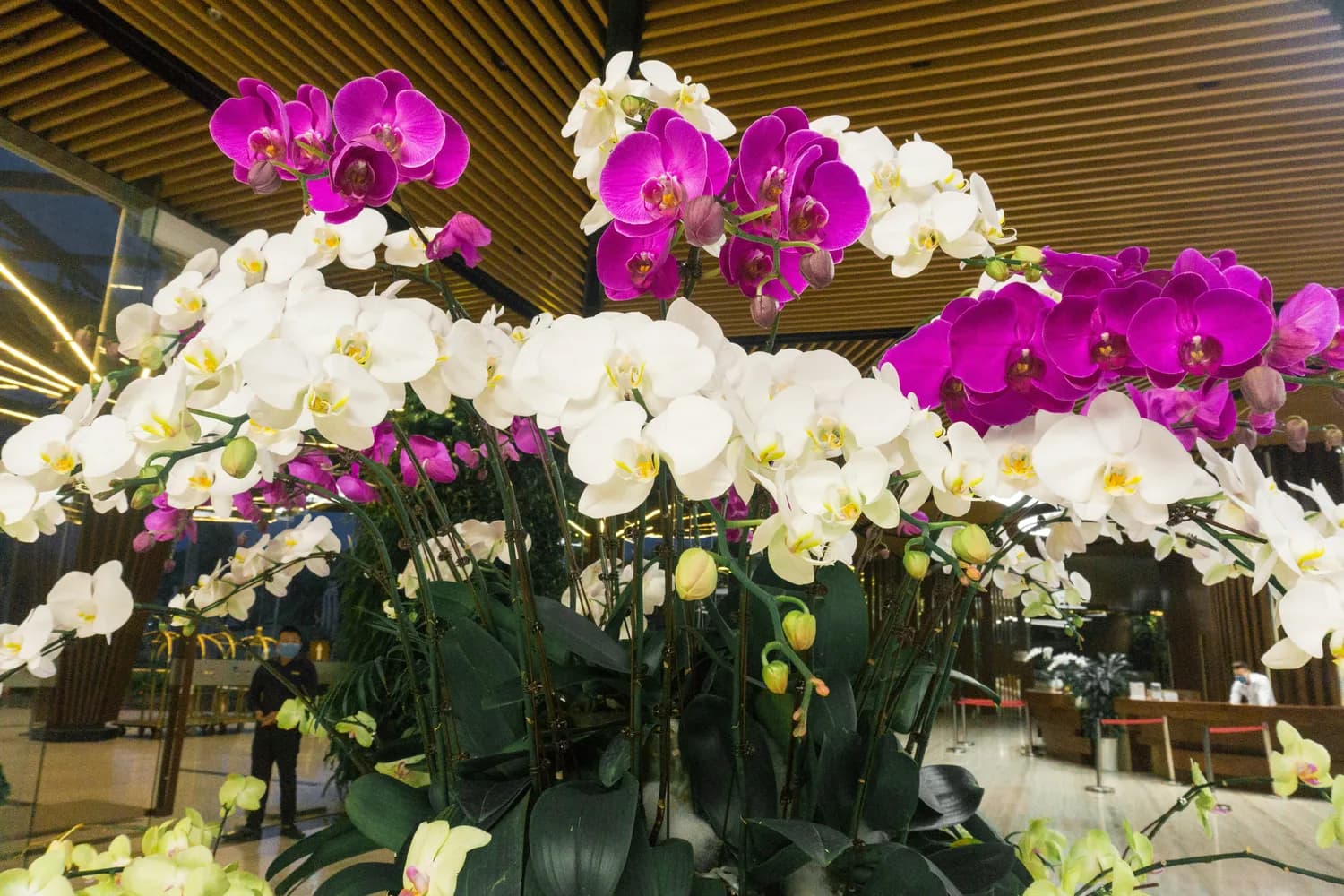 辰山植物园举办国际兰展，香草兰应用成创新看点