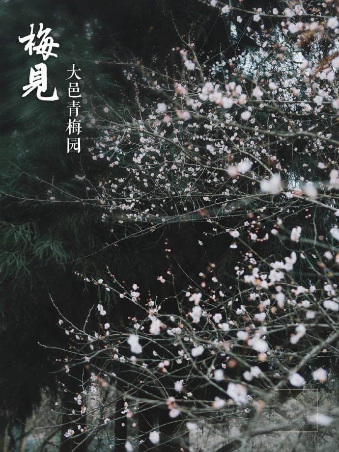 梅见东方美学体系上线：喝酒赏“梅” 沁入中国人文化基因的风雅符号