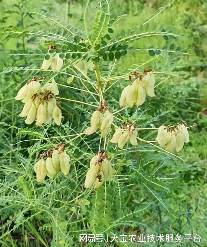 黄芪种植技术指南：从选地到收获的全程管理