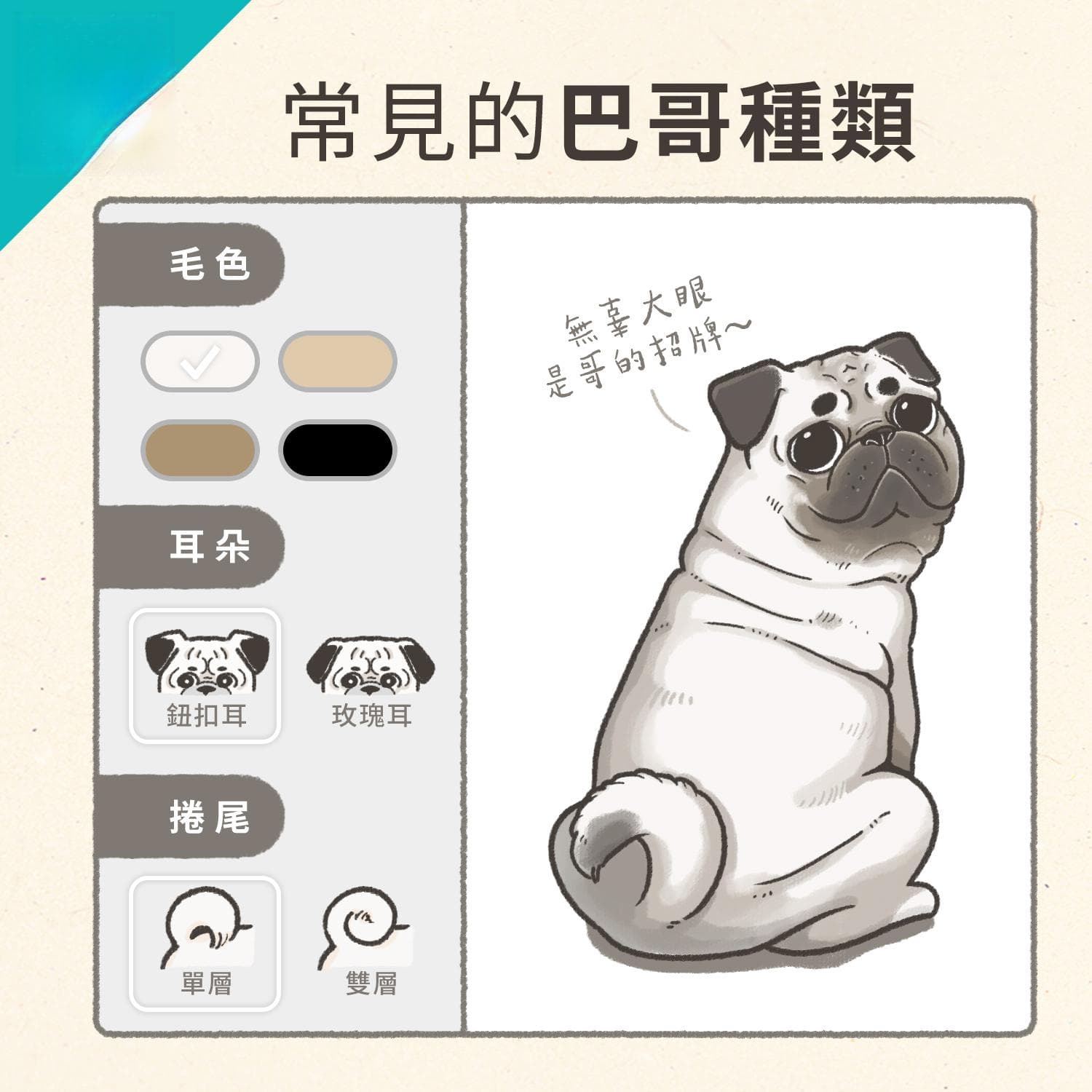 巴哥犬完整饲养指南：个性、照顾、健康问题一次看