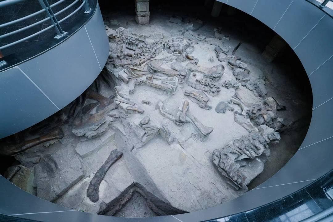 为何入选世界地质遗产地？四川自贡大山铺恐龙化石遗址入选“世界名录”推荐词曝光