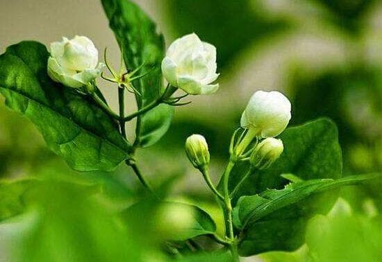 茉莉花的花语：你是我的