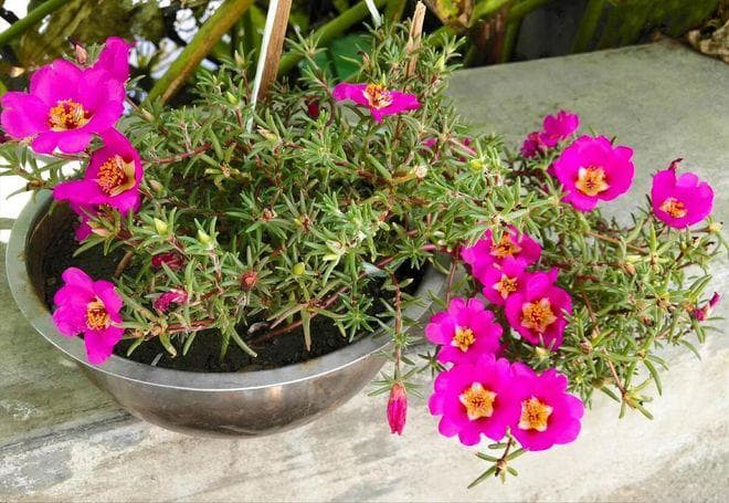 10种公认阳台最好养的花