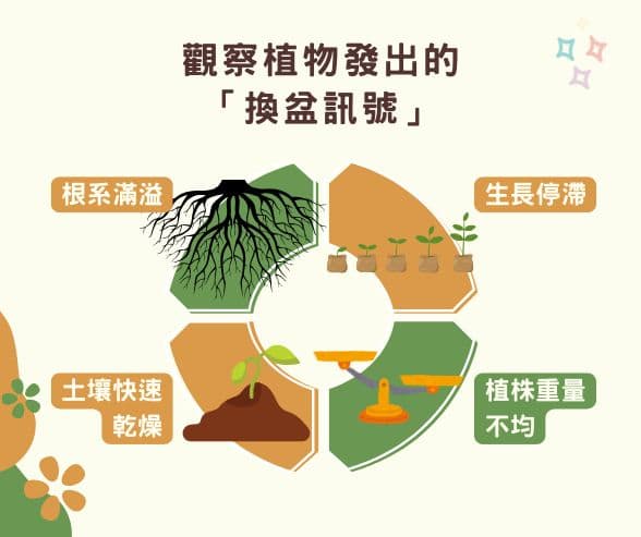 盆栽换盆完全指南：掌握换盆黄金期，让植物茂盛又健康！