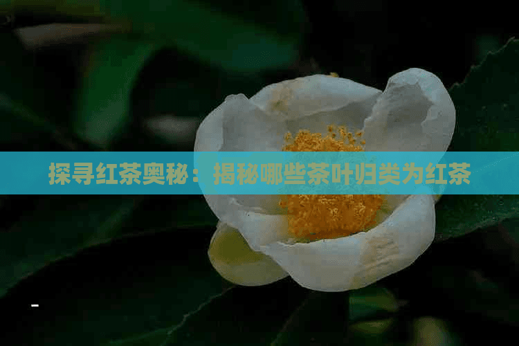 探寻红茶奥秘：揭秘哪些茶叶归类为红茶