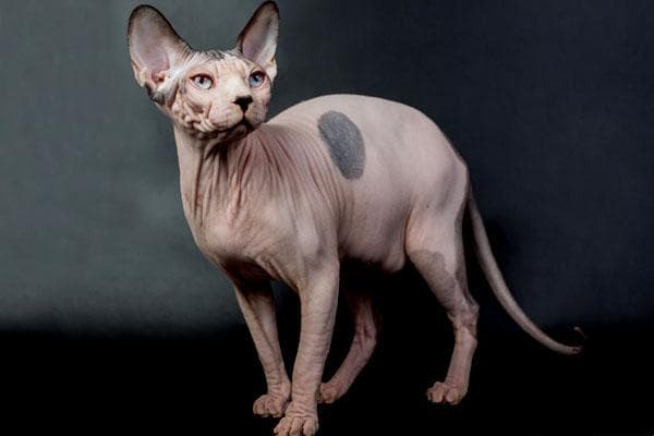 加拿大无毛猫：斯芬克斯猫的全面介绍