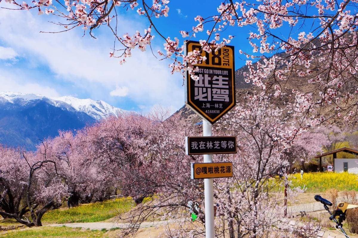 林芝旅游超全攻略：雪域江南，桃花秘境与圣山交响的诗意之旅