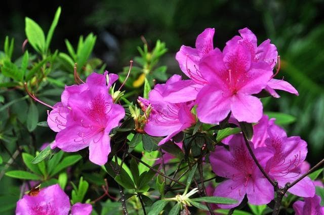 杜鹃花开花后怎么修剪,杜鹃花花后修剪方法