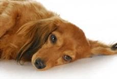 狂犬病预防指南：从症状识别到疫苗接种全攻略