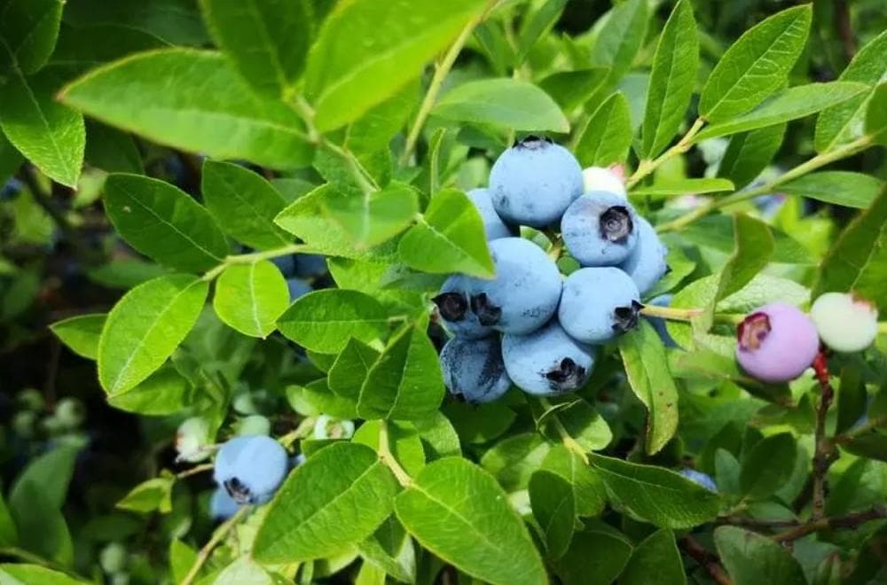 蓝莓喜欢什么土壤和肥料 土壤与肥料选择指南
