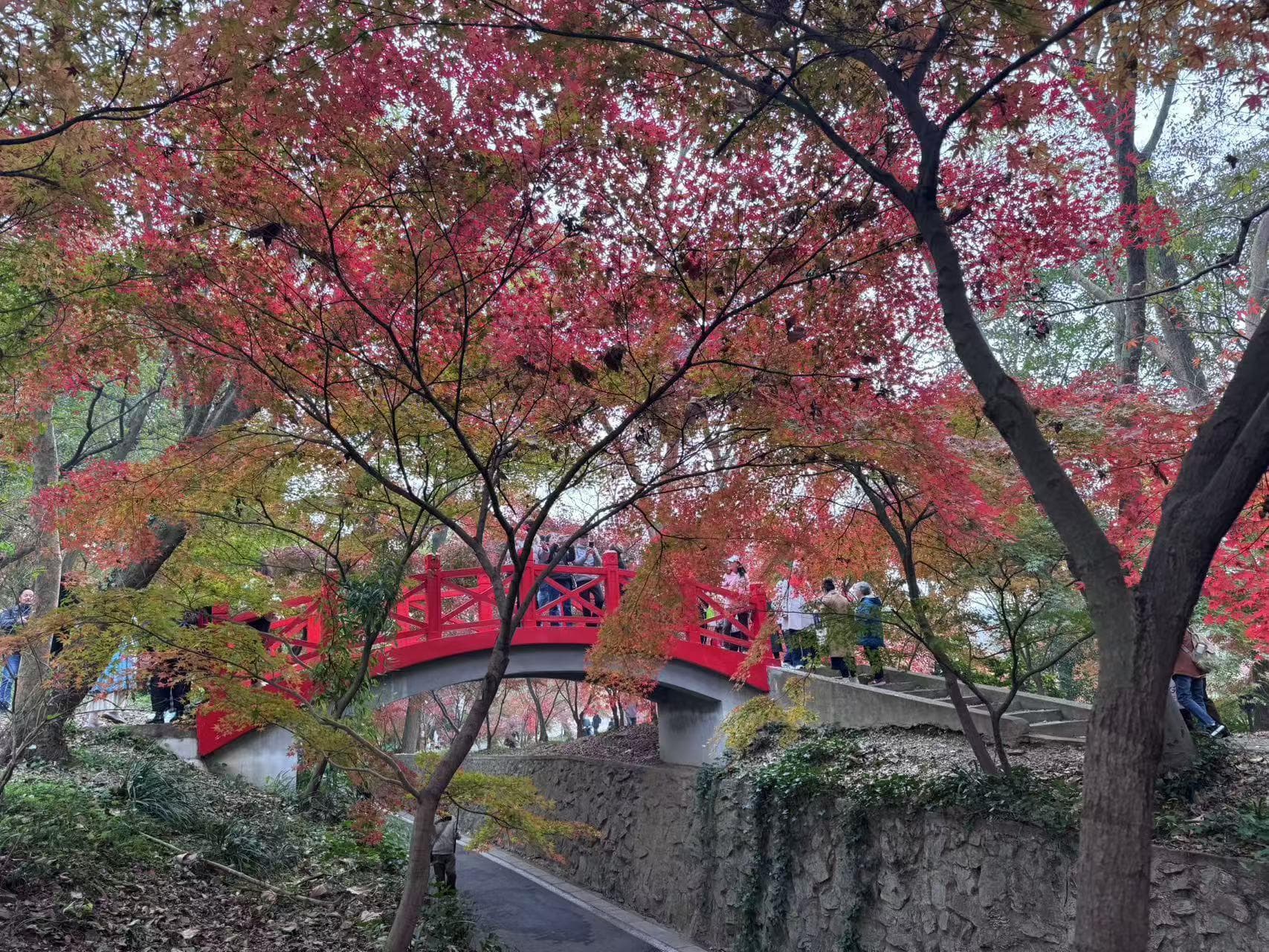 南京中山植物园：百种槭树迎来最佳观赏期