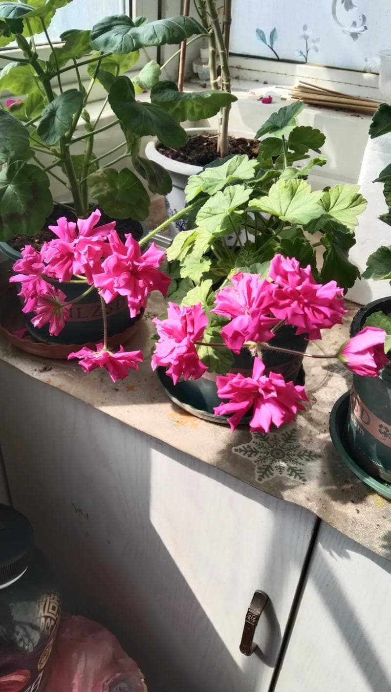 花怎么养才能更旺盛？这些秘诀快收藏