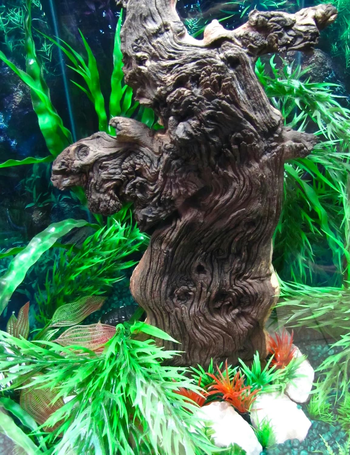 一文详解沉木挑选要点，打造理想水下景观
