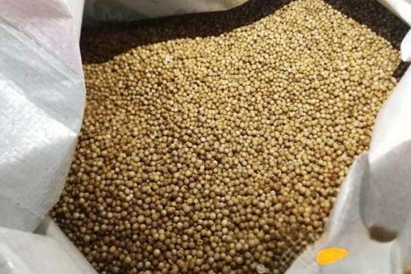 香菜种下去几天发芽出苗？这些技巧让香菜快速发芽