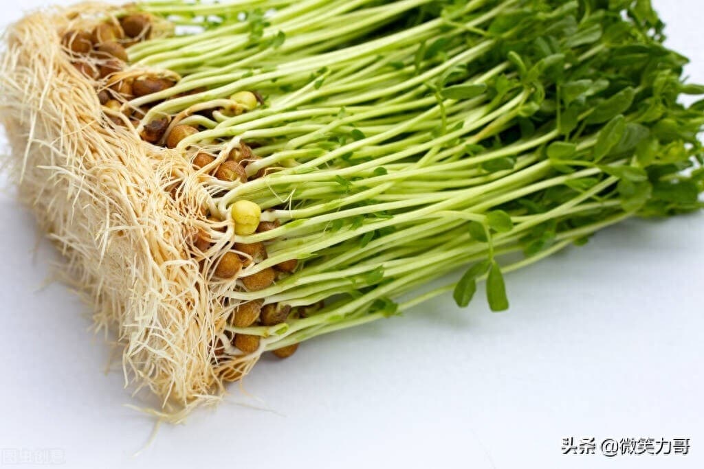 绿豆怎么种发芽最快：从选豆到催芽的完整指南