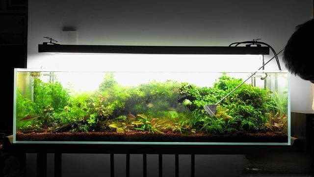 物理刮除、化学药剂、生物控制：鱼缸除藻全攻略