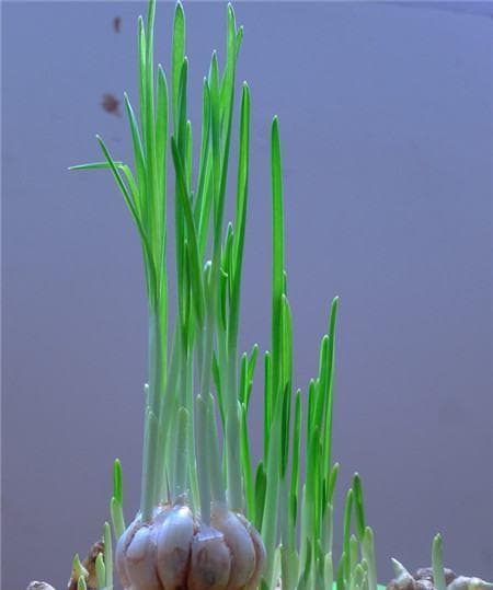 水仙花的生长过程（从种子到开花的完整过程）
