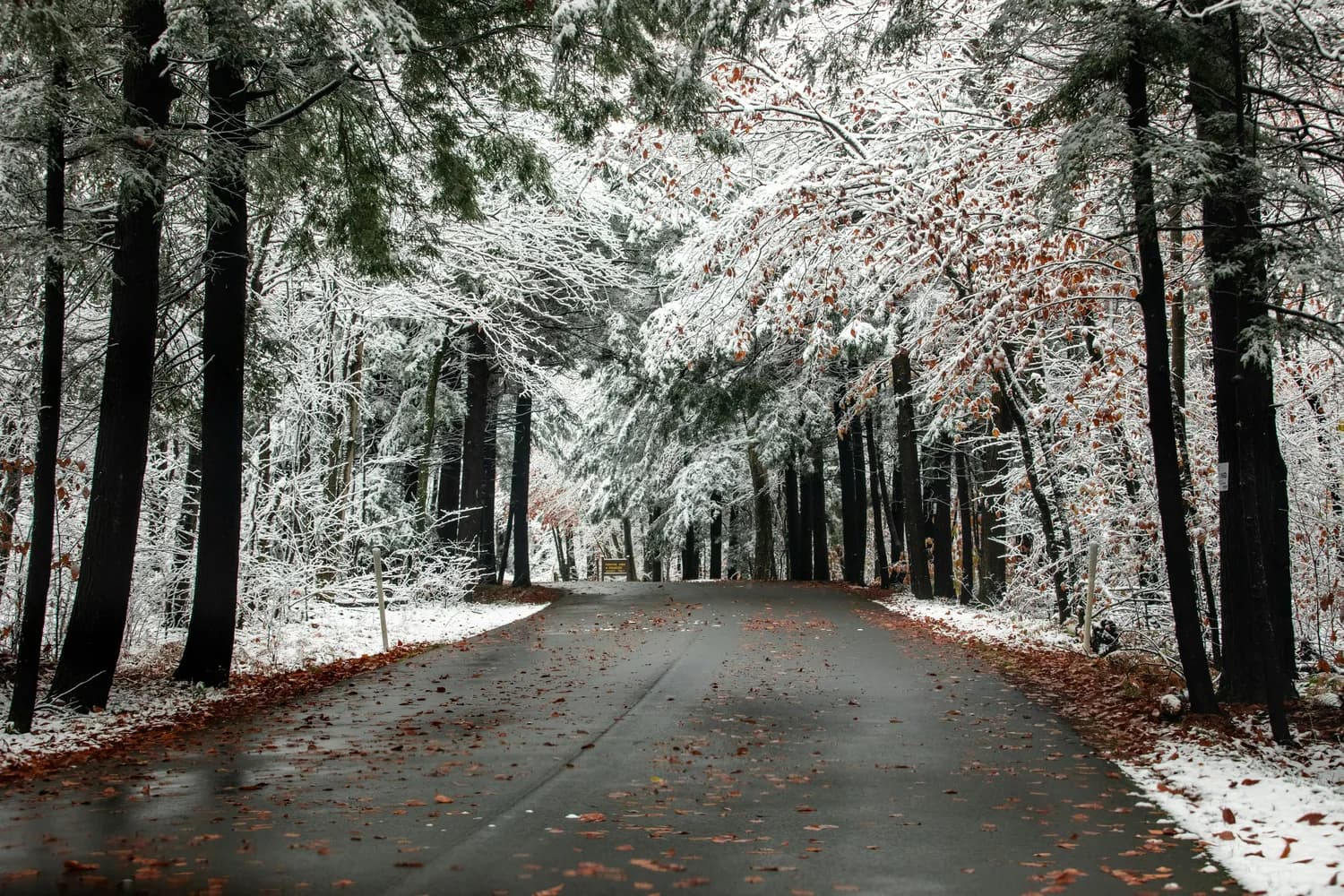 皖浙天路初雪，山云岭变冰雪仙境