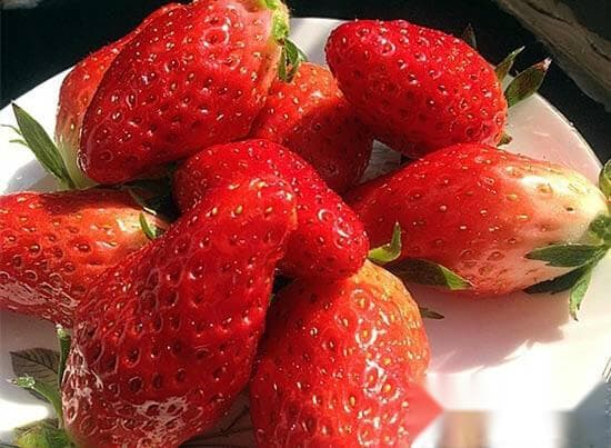 草莓品种大全：43种草莓的详细特征与种植建议