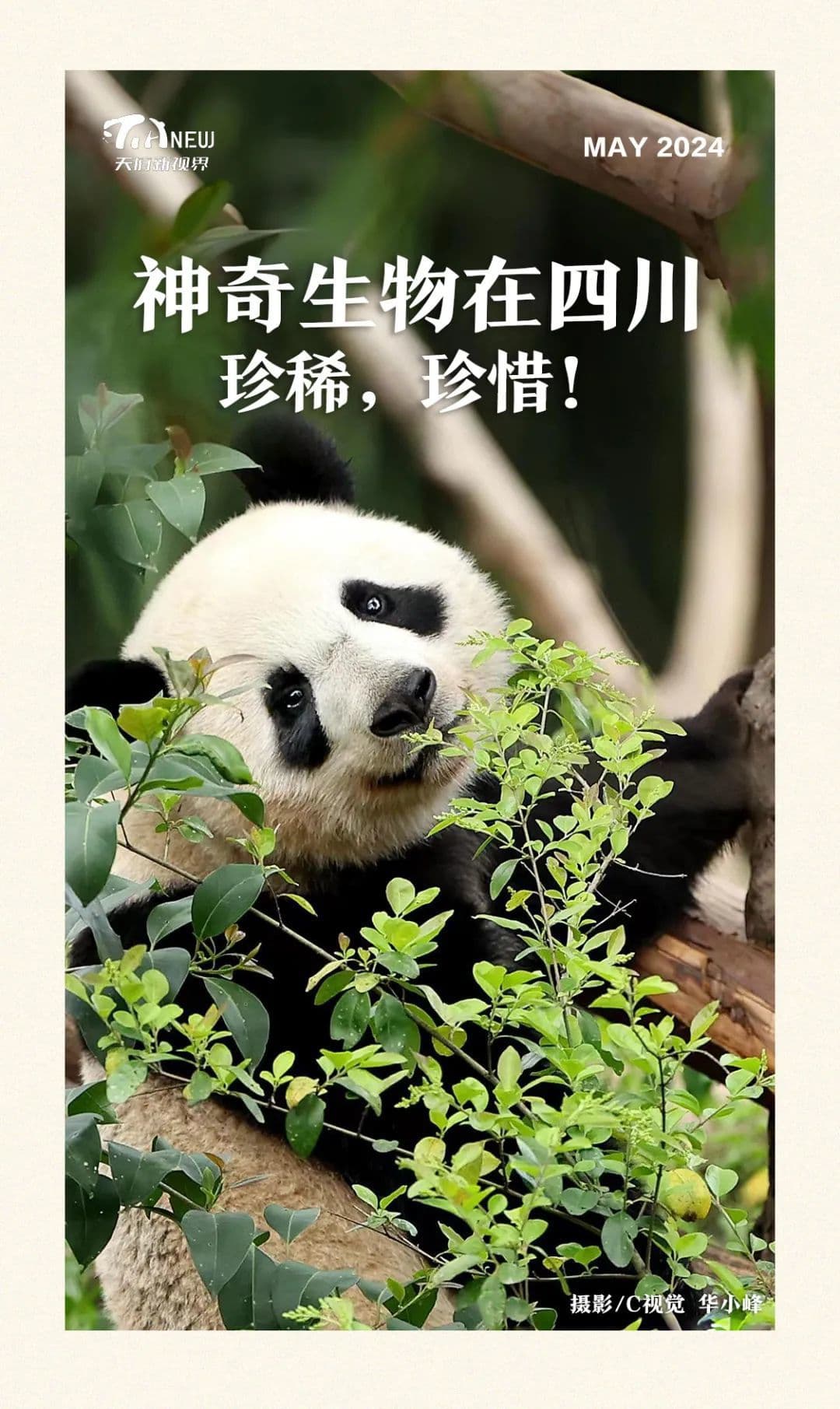 天府新视界丨神奇生物在四川！珍稀，珍惜！