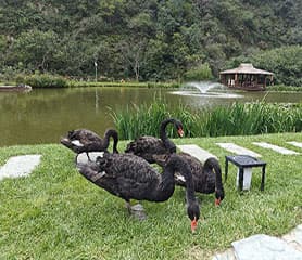 九公山长城纪念林：一座文化与自然结合的名山