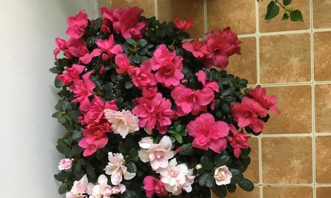 西玛杜鹃养护指南：花期长、易栽培的庭院花卉