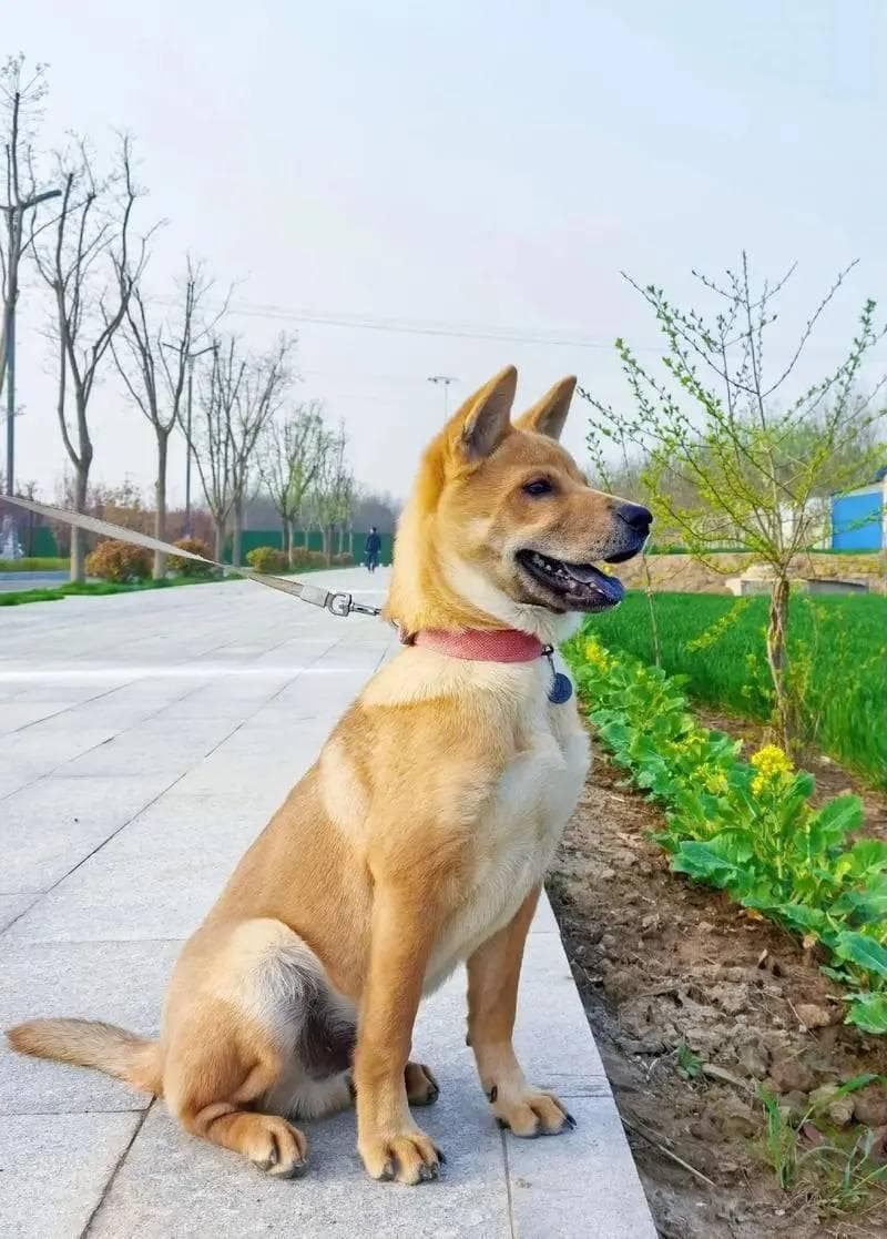 中华田园犬晚上从不睡觉？专家：其实这是一种错觉！