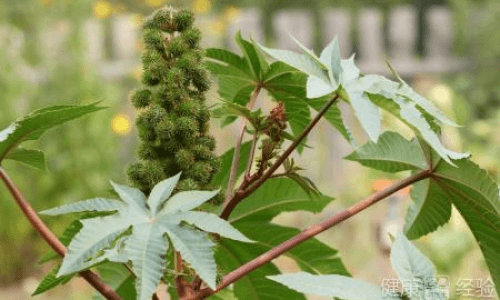蓖麻油的功效与作用：从医药到美容的全方位解析