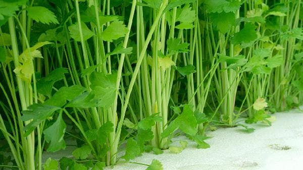 血红蛋白高？这些食物帮你科学调理