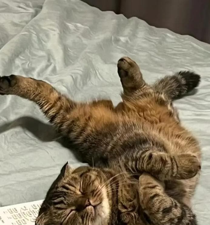 揭秘折耳猫：费钱费力的背后隐藏着什么？