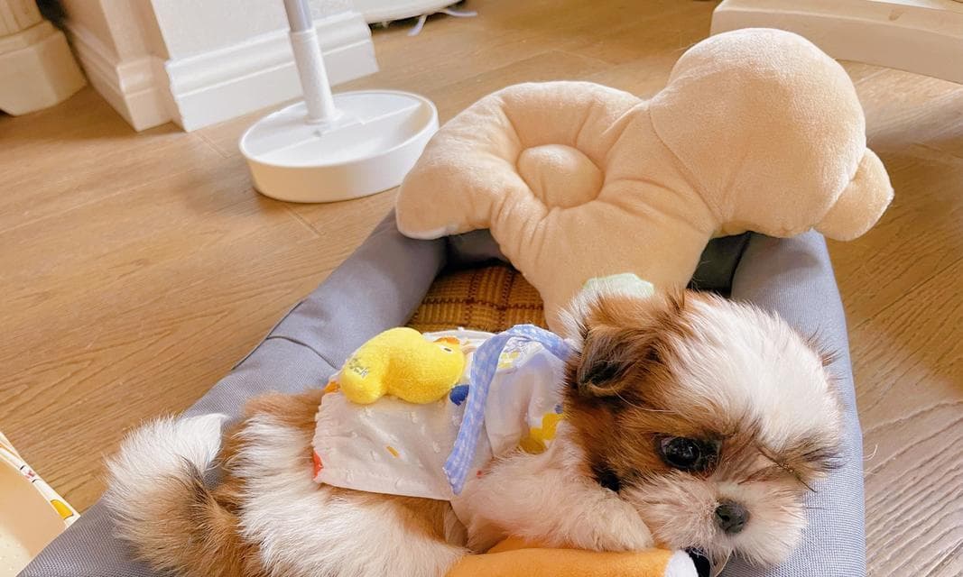 如何养护西施犬的眼睛？（从清洁到保护，全面掌握西施犬眼睛的护理技巧）