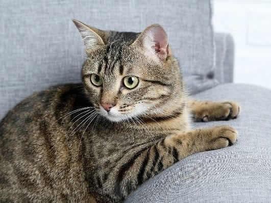 狸花猫的起源和历史：追溯这个古老猫种的背后故事