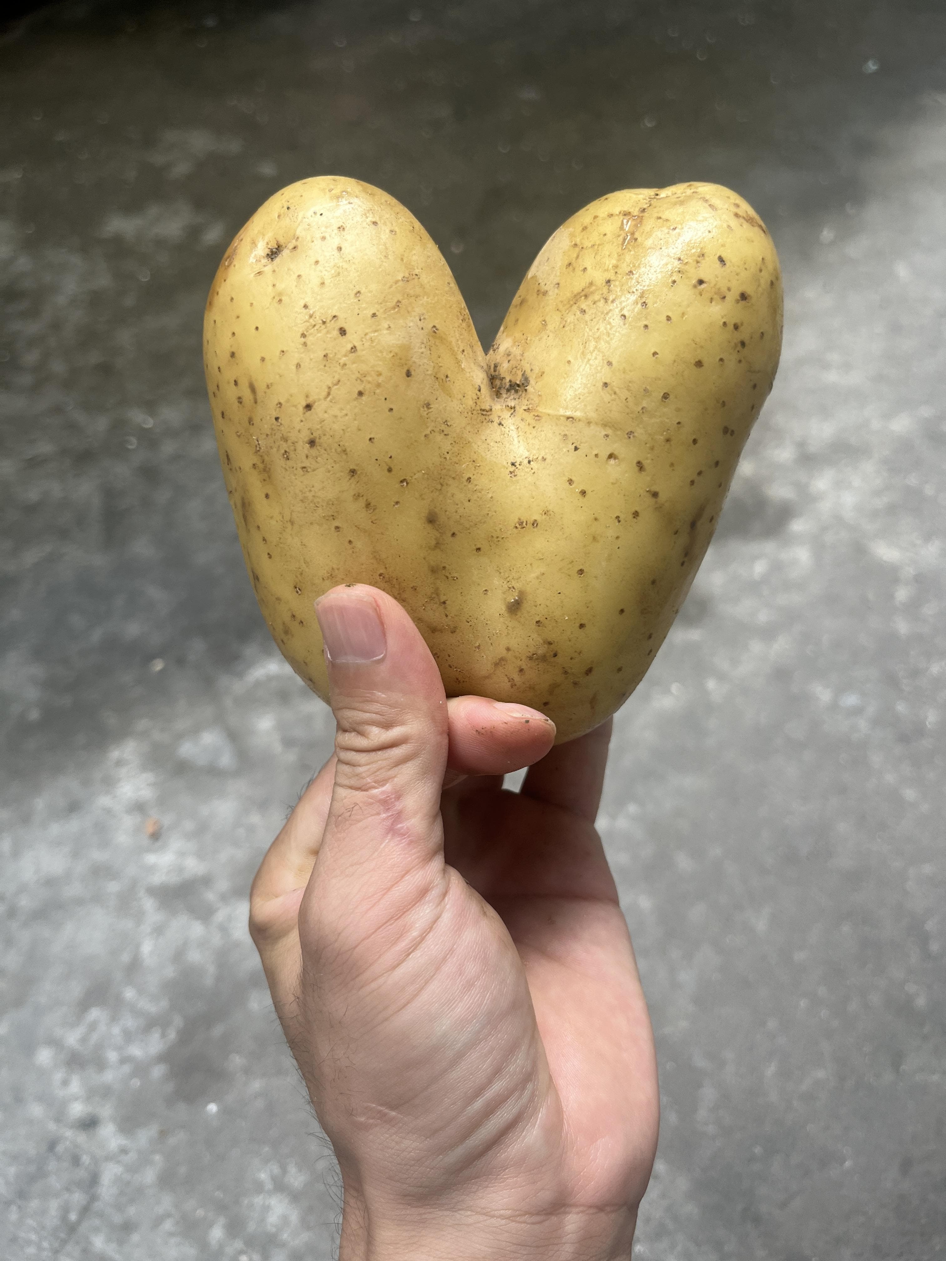 土豆的科学播种方法