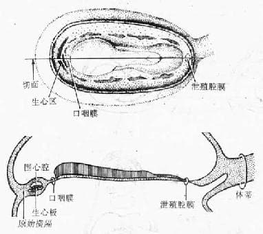 胚胎学：原始心血管系统的建立